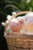 Little Dutch Przytulanka Owieczka Little Farm 25 cMieszkoBaby222.jpg